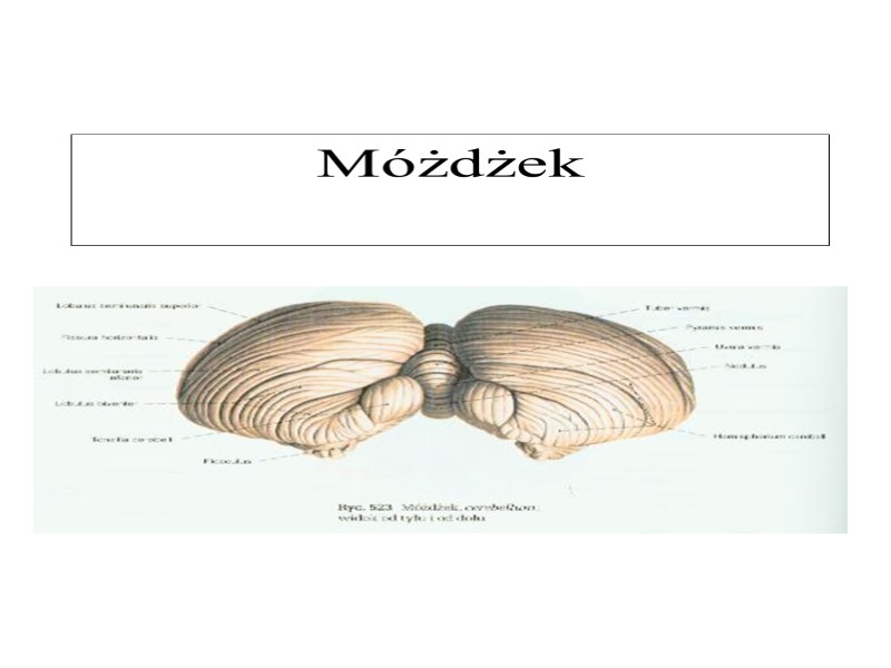 Móżdżek